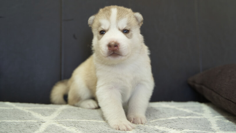 シベリアンハスキー子犬の写真No.202310045正面11月1日現在