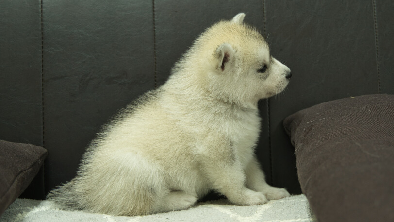 シベリアンハスキー子犬の写真No.202310042右側面11月10日現在