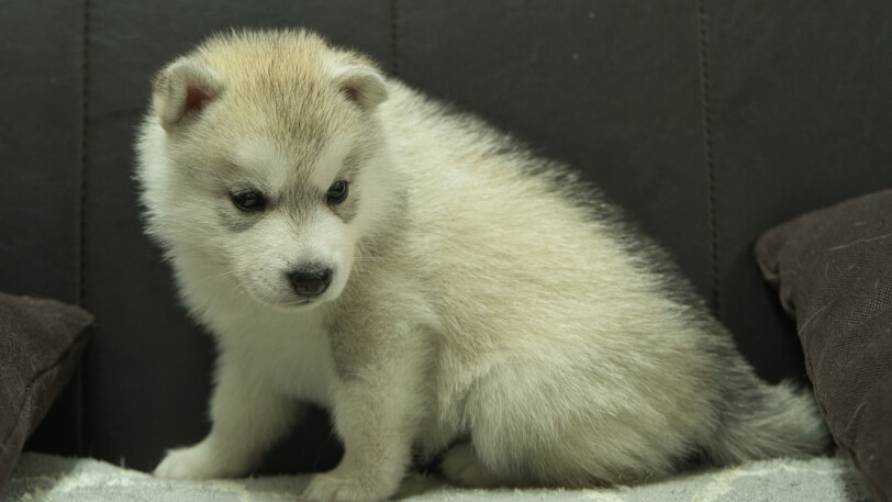 シベリアンハスキー子犬の写真No.202310042-4　11月10日現在