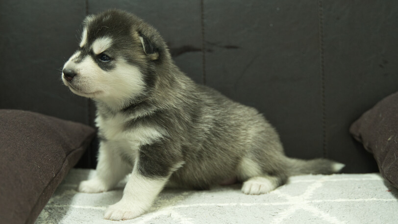 シベリアンハスキー子犬の写真No.202310131左側面11月10日現在