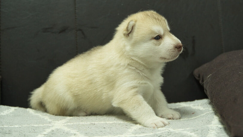 シベリアンハスキー子犬の写真No.202310132右側面11月10日現在