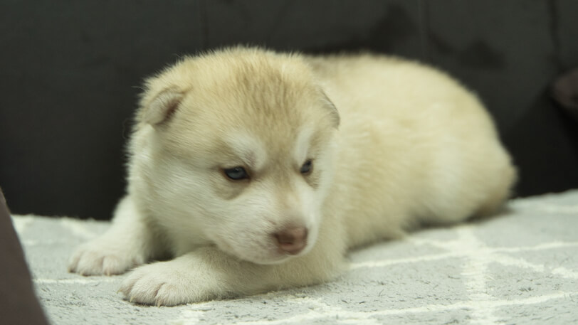 シベリアンハスキー子犬の写真No.202310132-4　11月10日現在