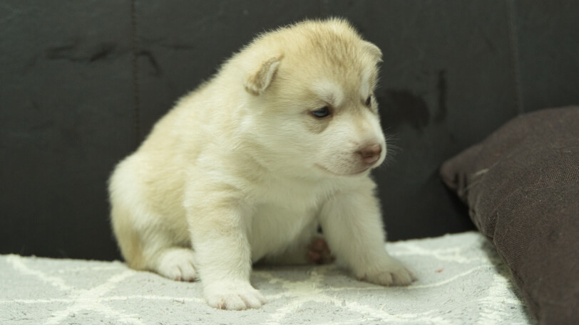 シベリアンハスキー子犬の写真No.202310132-5　11月10日現在