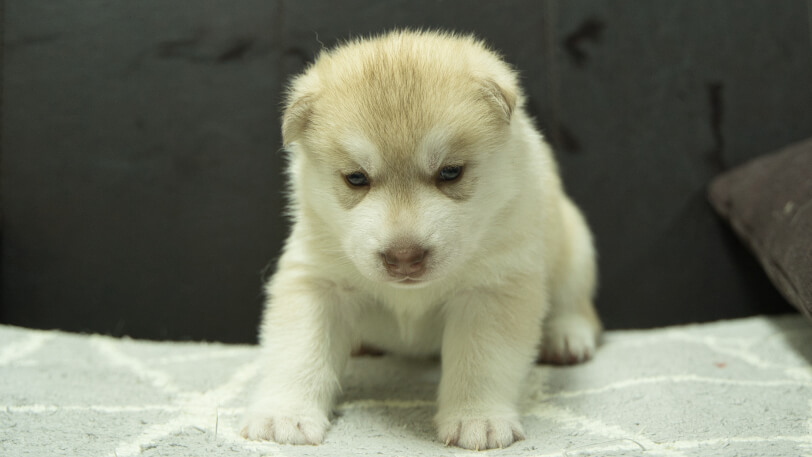 シベリアンハスキー子犬の写真No.202310132正面11月10日現在