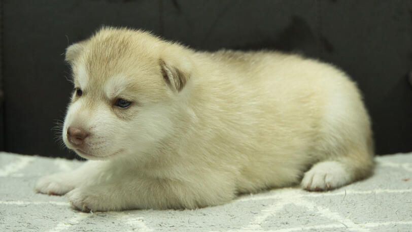 シベリアンハスキー子犬の写真No.202310132左側面11月10日現在
