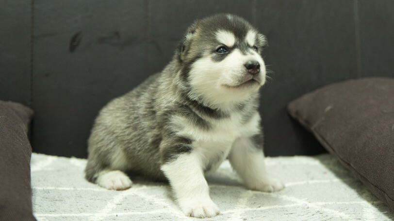 シベリアンハスキー子犬の写真No.202310133右側面11月10日現在