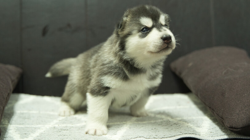 シベリアンハスキー子犬の写真No.202310133-5　11月10日現在