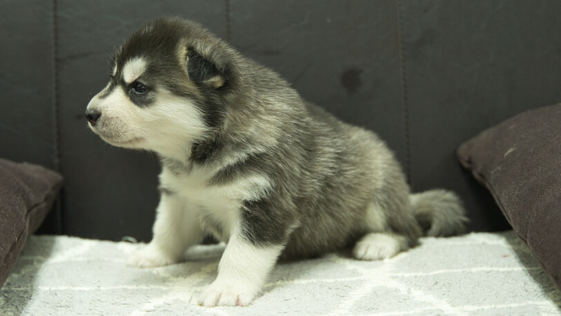 シベリアンハスキー子犬の写真No.202310133左側面11月10日現在