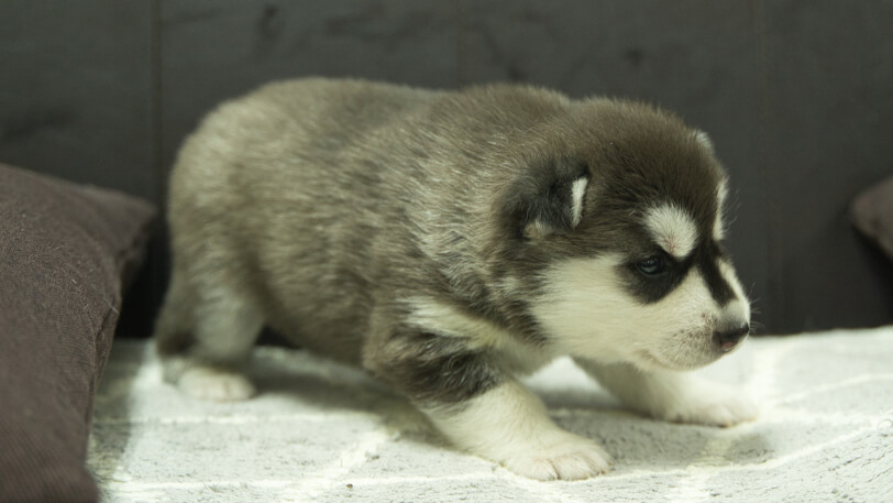 シベリアンハスキー子犬の写真No.202310134-5　11月10日現在