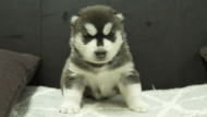 シベリアンハスキー子犬の写真No.202310134正面11月10日現在