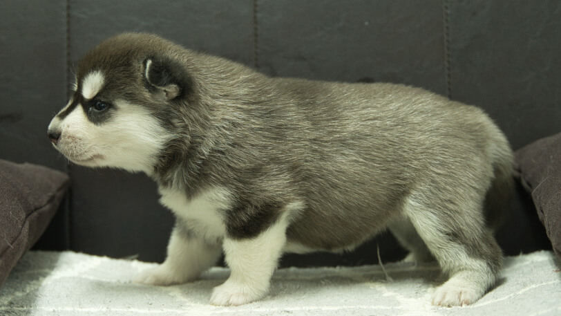 シベリアンハスキー子犬の写真No.202310134左側面11月10日現在