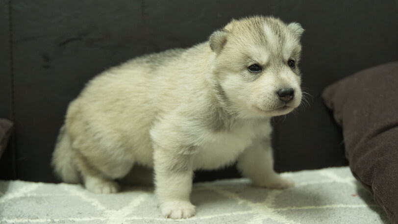 シベリアンハスキー子犬の写真No.202310135右側面11月10日現在