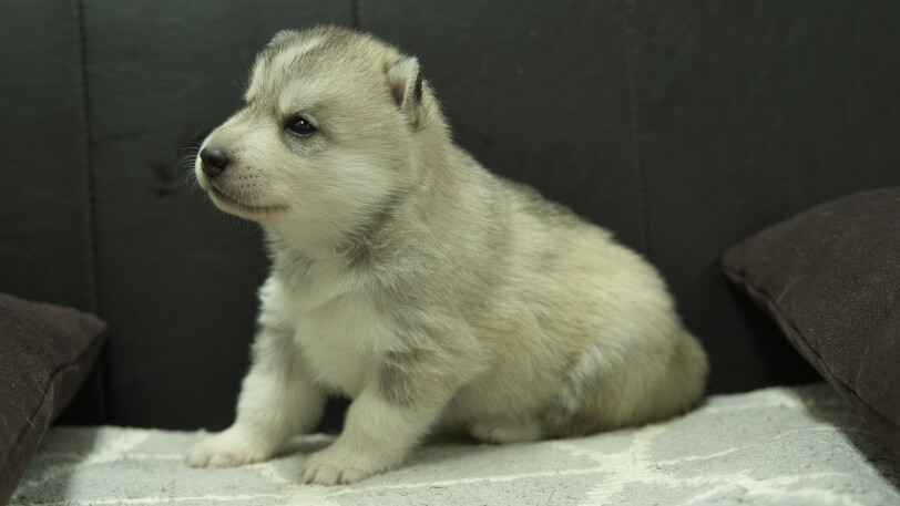 シベリアンハスキー子犬の写真No.202310135-4　11月10日現在