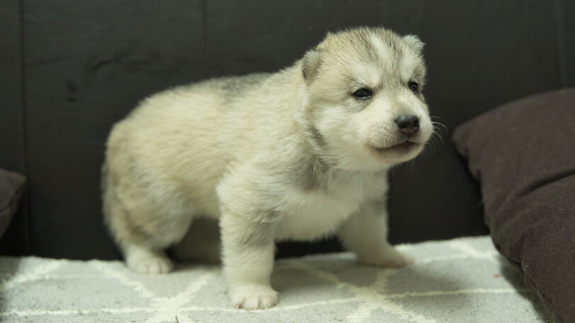 シベリアンハスキー子犬の写真No.202310135-5　11月10日現在