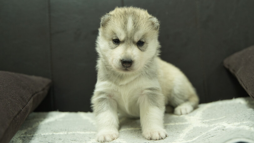 シベリアンハスキー子犬の写真No.202310135正面11月10日現在