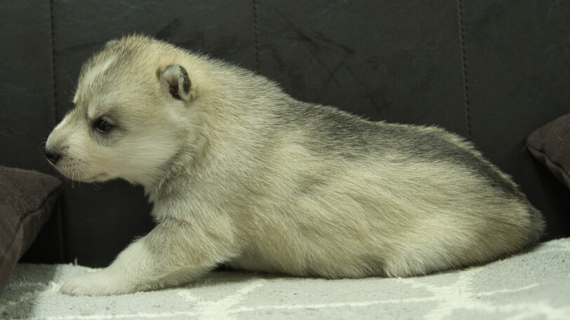 シベリアンハスキー子犬の写真No.202310135左側面11月10日現在
