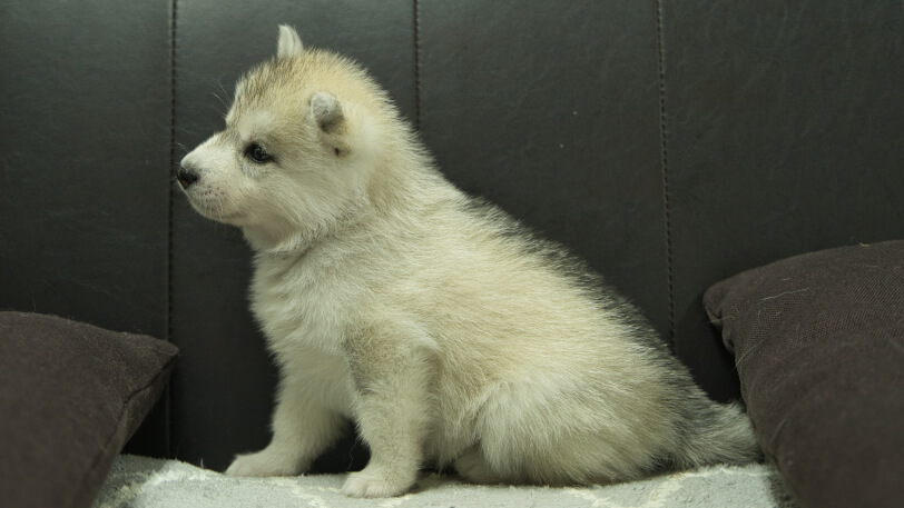 シベリアンハスキー子犬の写真No.202310042左側面11月10日現在