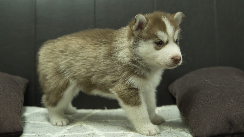 シベリアンハスキー子犬の写真No.202310043右側面11月10日現在