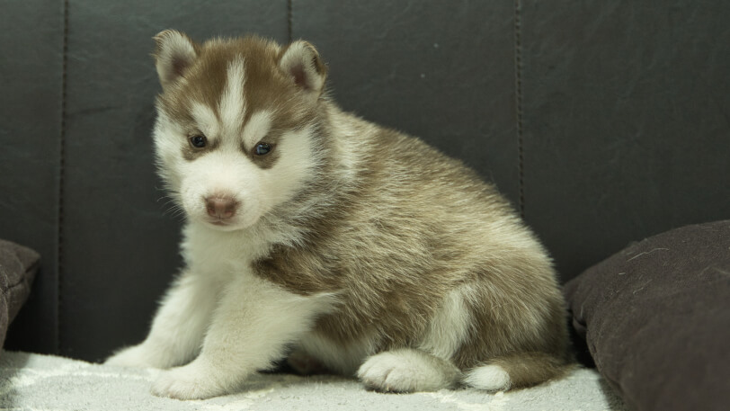 シベリアンハスキー子犬の写真No.202310043-5　11月10日現在