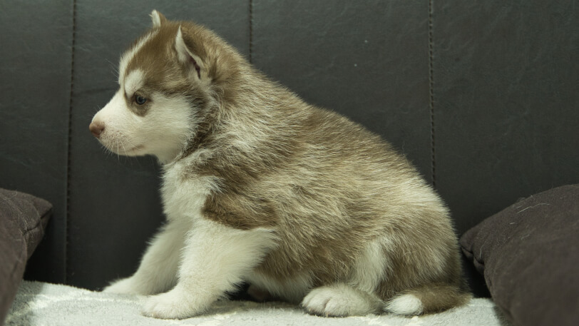 シベリアンハスキー子犬の写真No.202310043左側面11月10日現在
