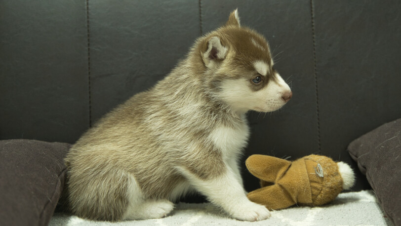 シベリアンハスキー子犬の写真No.202310044右側面11月10日現在