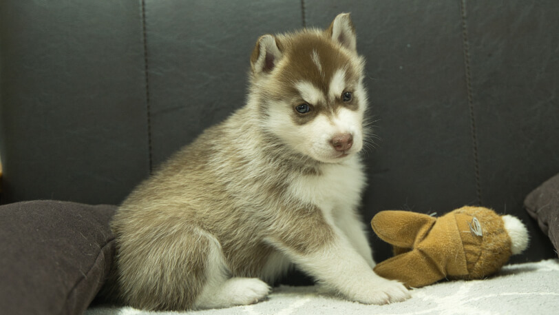 シベリアンハスキー子犬の写真No.202310044-4　11月10日現在