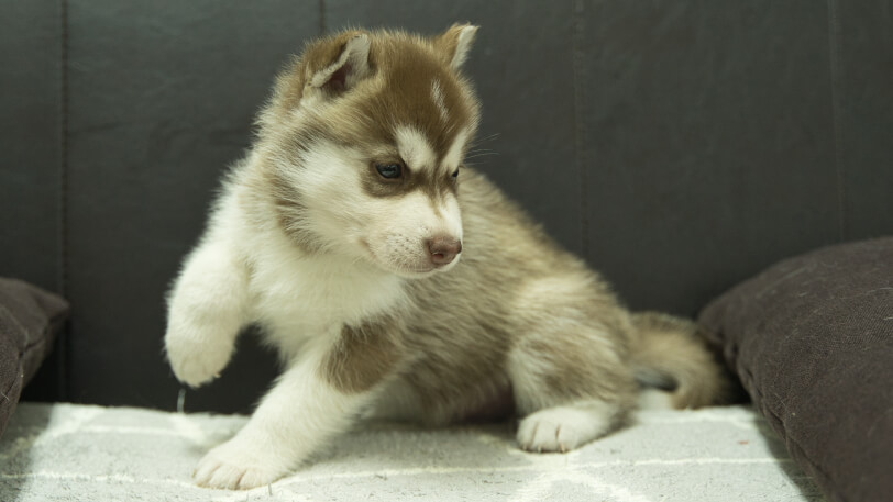 シベリアンハスキー子犬の写真No.202310044-5　11月10日現在