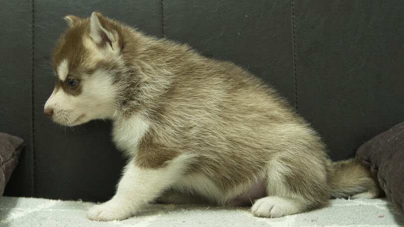 シベリアンハスキー子犬の写真No.202310044左側面11月10日現在