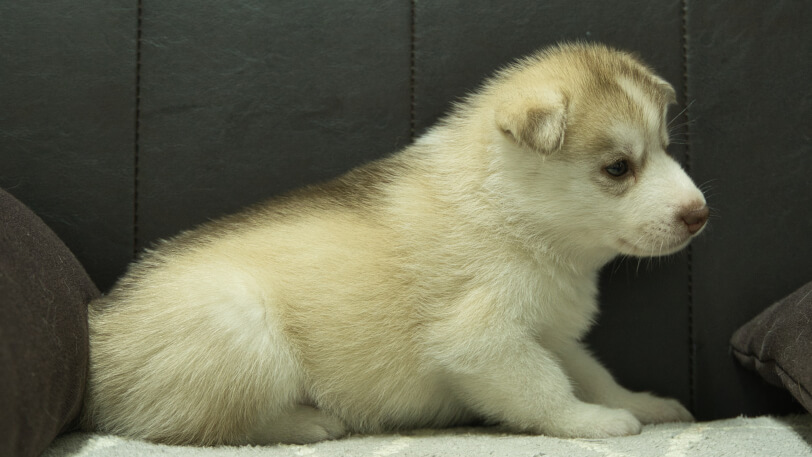 シベリアンハスキー子犬の写真No.202310045右側面11月10日現在