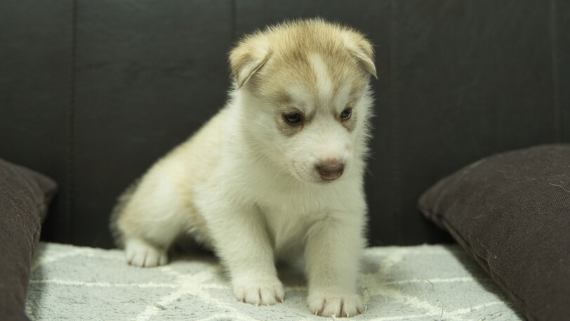 シベリアンハスキー子犬の写真No.202310045-4　11月10日現在