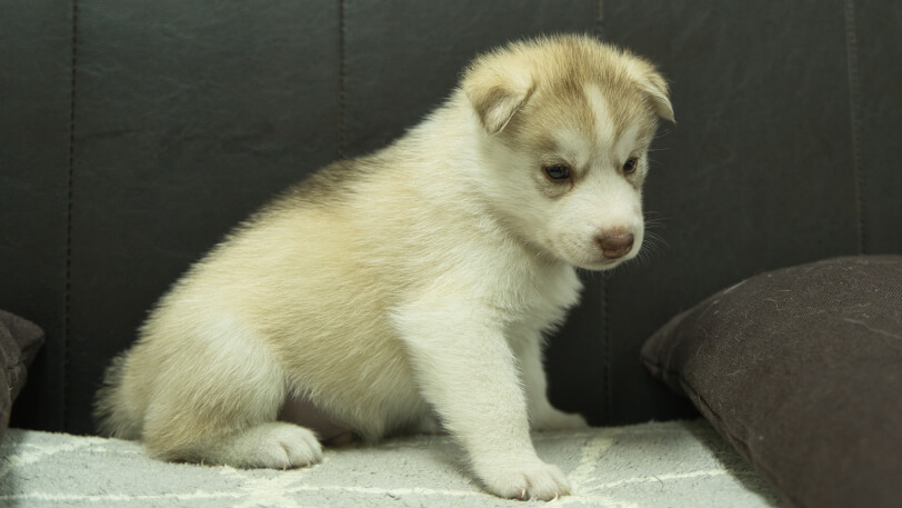 シベリアンハスキー子犬の写真No.202310045-5　11月10日現在