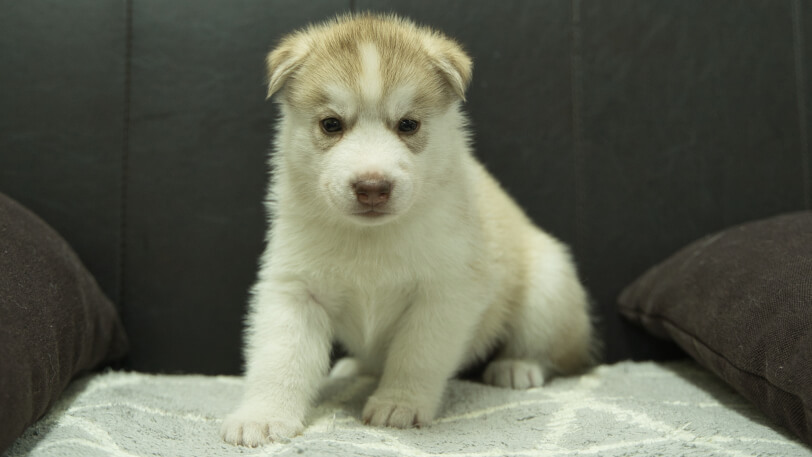 シベリアンハスキー子犬の写真No.202310045正面11月10日現在