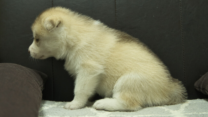シベリアンハスキー子犬の写真No.202310045左側面11月10日現在