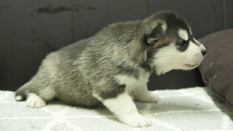 シベリアンハスキー子犬の写真No.202310131右側面11月10日現在