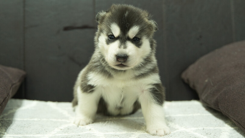 シベリアンハスキー子犬の写真No.202310131正面11月10日現在