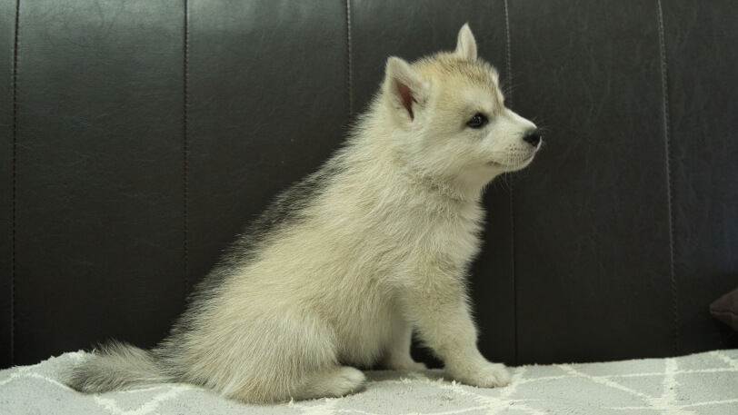 シベリアンハスキー子犬の写真No.202310042右側面11月21日現在