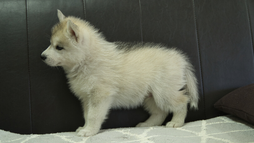 シベリアンハスキー子犬の写真No.202310042左側面11月21日現在