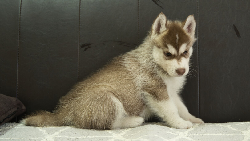 シベリアンハスキー子犬の写真No.202310044-5　11月21日現在