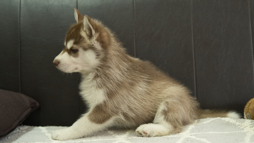 シベリアンハスキー子犬の写真No.202310044左側面11月21日現在