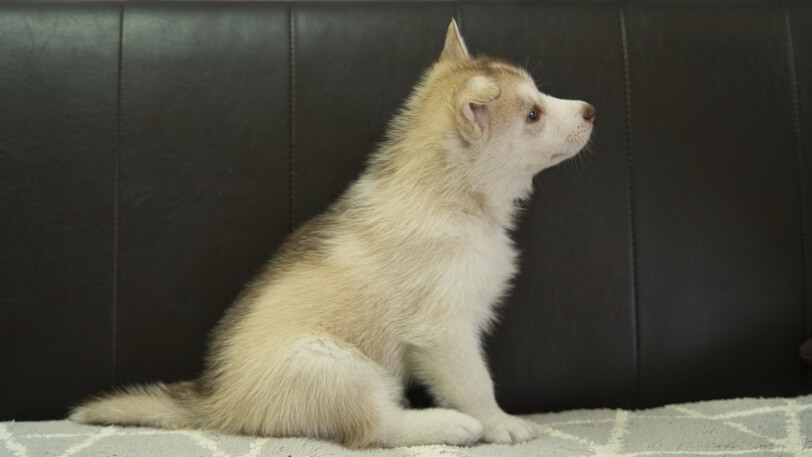 シベリアンハスキー子犬の写真No.202310045右側面11月21日現在