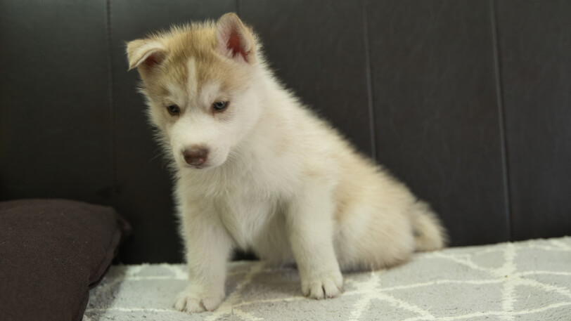 シベリアンハスキー子犬の写真No.202310045-4　11月21日現在