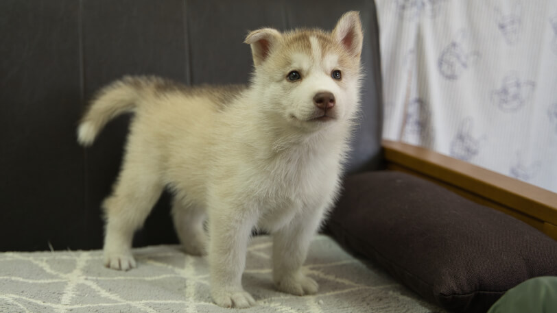 シベリアンハスキー子犬の写真No.202310045正面11月21日現在