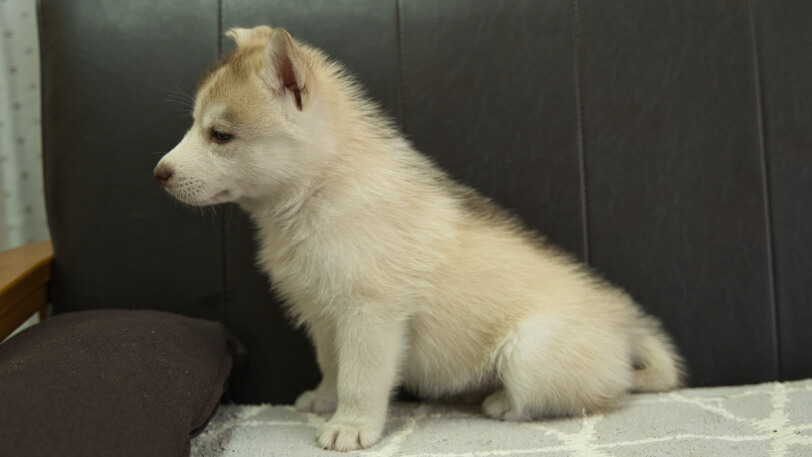 シベリアンハスキー子犬の写真No.202310045左側面11月21日現在