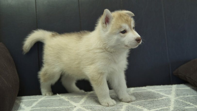 シベリアンハスキー子犬の写真No.202310132右側面11月22日現在