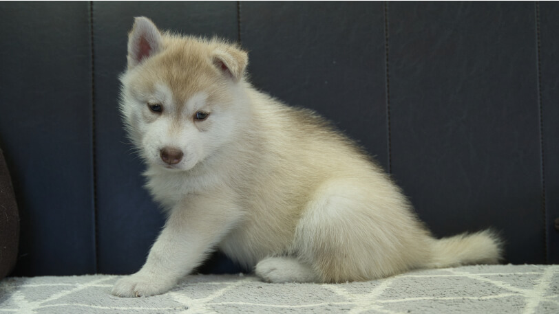シベリアンハスキー子犬の写真No.202310132-4　11月22日現在