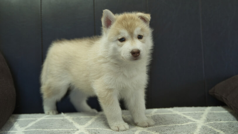 シベリアンハスキー子犬の写真No.202310132-5　11月22日現在