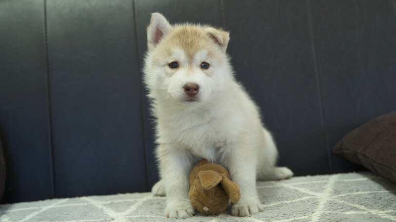 シベリアンハスキー子犬の写真No.202310132正面11月22日現在