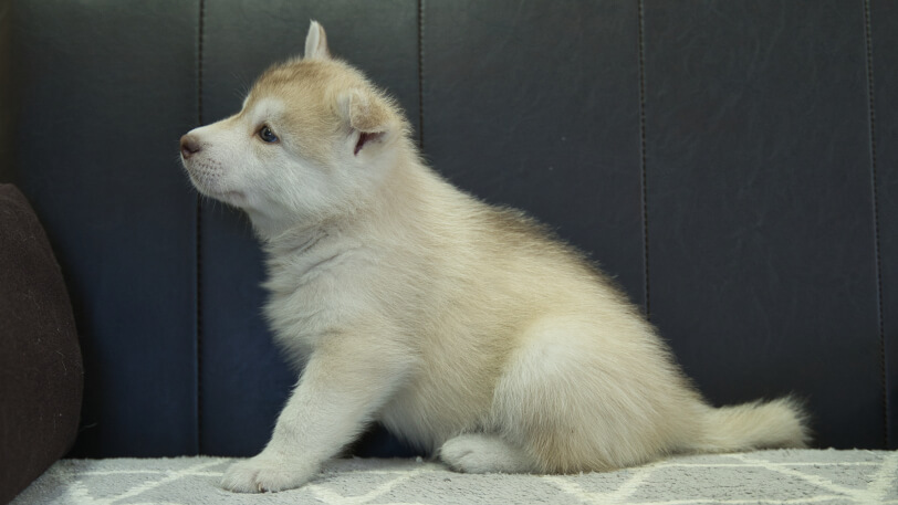 シベリアンハスキー子犬の写真No.202310132左側面11月22日現在