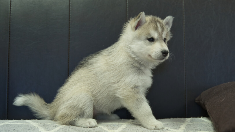 シベリアンハスキー子犬の写真No.202310135右側面11月22日現在