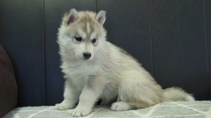 シベリアンハスキー子犬の写真No.202310135-4　11月22日現在